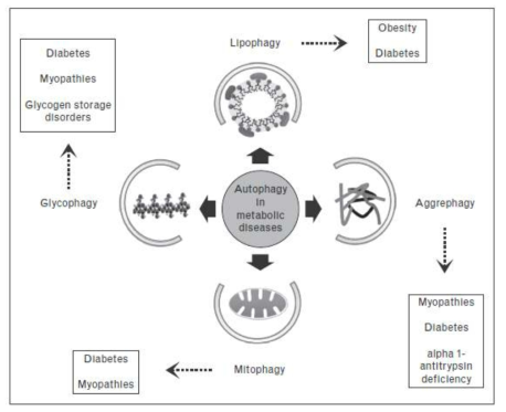 다양한 대사질환에서의 autophagy의 역할