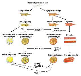 백색지방, 갈색지방 그리고 근육의 전구체와 분화 조절에 관련된 물질의 역할에 대한 개략도