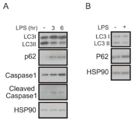 염증상태에서의 자가포식관련 유전자의 발현 A. BMDM, B. Raw264.7 대식세포주