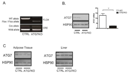 A. genotyping, B. BMDM 의 Atg7 발현 웨스턴 블란 (왼쪽), mRNA (오른쪽), C, 지방조직, 간에서의 Atg7의 발현