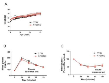 일반먹이를 섭식한 Atg7 knockout 생쥐의 성장곡선 (A), 혈당 (B) 및 인슌린 민감도 (C)를 GTT, ITT로 조사
