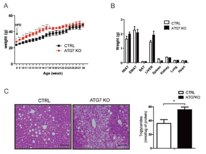 60% HFD 섭식 중 성장곡선 (A), 조직의 무게 (B), 간조직의 H&E d염색 및 간의 triglycerides content 측정