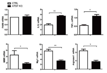 Atg7 knockout peritoneal 대식세포의 M1, M2 비율 비교