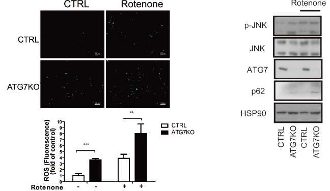 일반생쥐와 Atg7 knockout 생쥐로부터 분리한 peritoneal 대식세포의 ROS 비교
