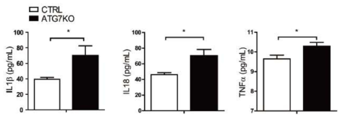 일반생쥐와 Atg7 knockout 생쥐로부터 분리한 peritoneal 대식세포의 염증유발 싸이토카인 분석