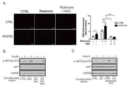 A. ROS scavenger인 NAC 처리 후 Atg7 knockout 대식세포의 ROS 감소, B. Nac 처리한 Raw264.7 대식세포주의 conditional media는 지방세포의 인슐린 신호 민감도를 증가시킴, C. Peritoenal conditional media