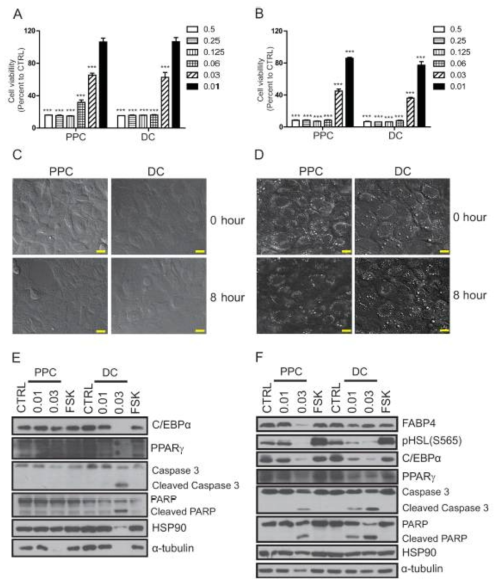 PPC와 DC의 지방전구세포, 지방세포에서의 세포사멸과 특징 비교 A. 지방전구세포에서의 PPC 또는 DC의 세포사멸도 비교와 live confocal 사진 (C) . B. 지방세포에서의 PPC/DC 또는 DC의 세포사멸 도 비교와 live confocal 사진 (D). E. 지방전구세포에서 PPC 또는 DC 처리 후 단백질 발현 비교. F. 지방전구세포에서 PPC/DC 또는 DC 처리 후 단백질 발현 비교
