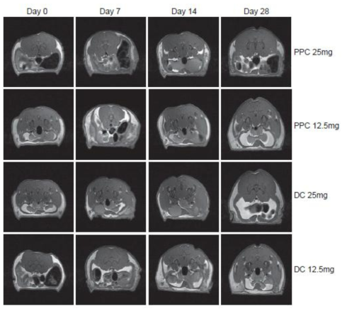 PPC 또는 DC를 rat inguinal adipose tissue에 부분 주사하여 지방조직 감소 효능을 dose 시간 별로 MRI를 통하여 관찰