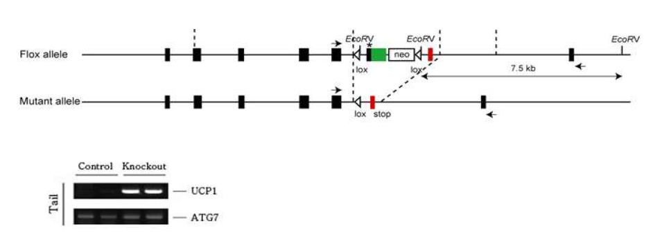 위 ATG7-fl/fl 생쥐와 UCP1-CREERT 생쥐와의 교배 후 tamoxifen에 의하여 CRE가 핵 안으로 들어가 loxP site의 recombination이 일어난 후의 ATG7 genome 밑 ATG7-fl/fl-UCP1-CREERT 생쥐의 꼬리 DNA를 이용한 genotyping results