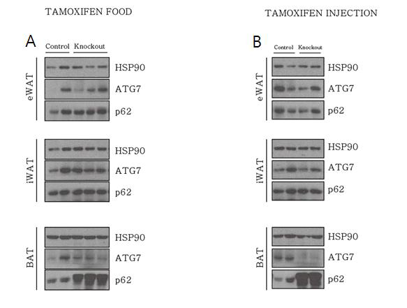 위 ATG7-fl/fl 생쥐와 ATG7-fl/fl-UCP1-CREERT 생쥐에 A. tamoxifen이 첨가된 mouse normal chow diet B. oral gavage 로 tamoxifen을 1 주간 투여 후 1 주 후 각 조직의 ATG7 단백질 발현