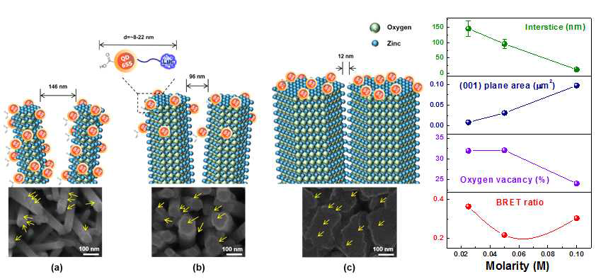 ZnO 나노로드와 Luc-His6/QD의 분포에 대한 개략도 및 SEM 사진과 각 변수별 나노로드 간 공극, (001)면적, 산소 공공, BRET 효율에 대한 결과