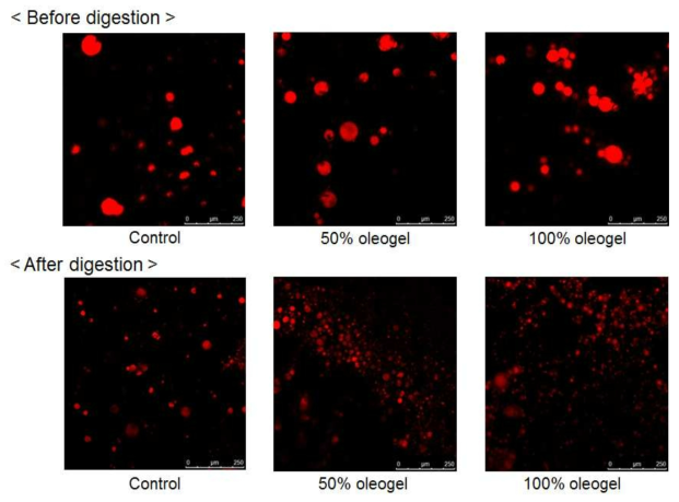올레오젤 함유 케이크의 지방소화 전후 변화에 대한 공초점현미경 미세구조 이미지