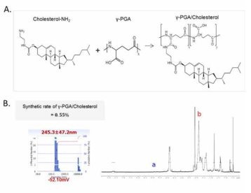 (A) 폴리감마글루탐산-콜레스테롤 화학 구조식, (B) 폴리감마글루탐산-콜레스테롤 DLS와 NMR 분석결과