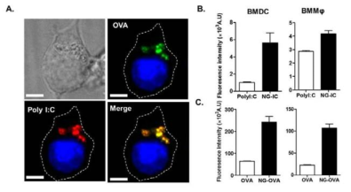 형광현미경 (A)과 FACS (B, C)를 이용한 NG-IC 나노젤 (B)과 NG-OVA 나노젤 (C)의 면역세포 uptake 효능 분석