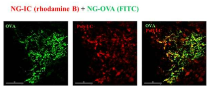 면역형광염색법 이용한 NG-IC 나노젤과 NG-OVA 나노젤의 림프노드 내 분포 분석