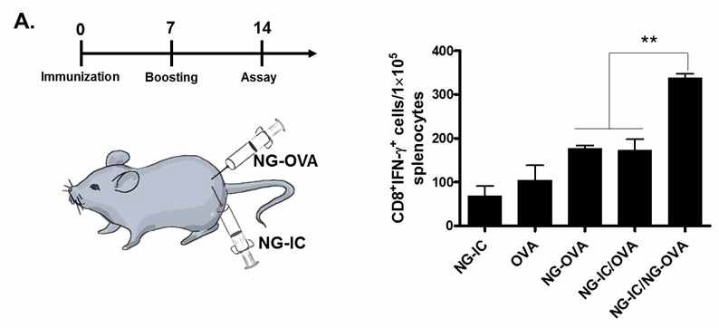 NG-OVA와 NG-IC 투여 마우스에서 OVA 특이적인 CD8+ T cell 활성화도 측정