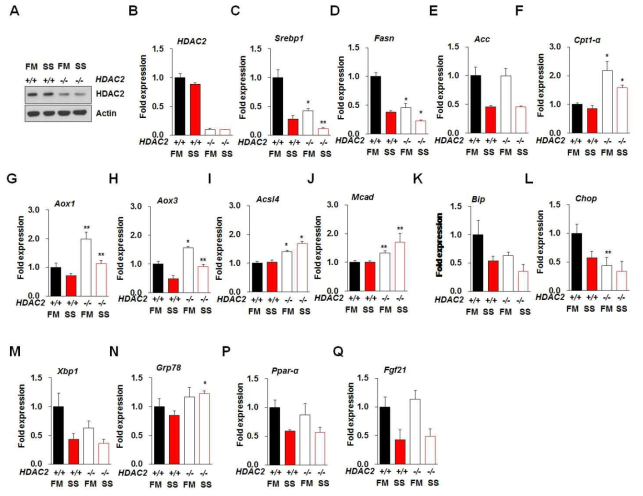 HDAC2 결핍에 따른 간 세포내 당/지질 대사 관련 유전자 발현 변화 (n=3, Values are mean ± SEM, * P<0.01, ** P<0.05)