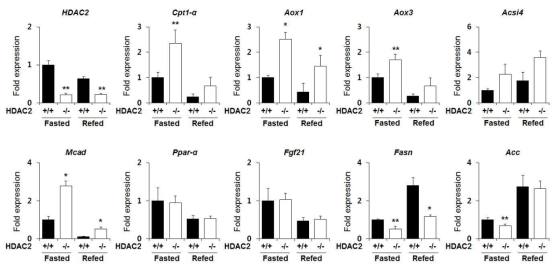 인슐린 저항성 동물모델에서 HDAC2 결핍에 따른 간 조직 내 당/지질 대사 관련 유전자 발현 변화 (n=3, Values are mean ± SEM, * P<0.01, ** P<0.05)