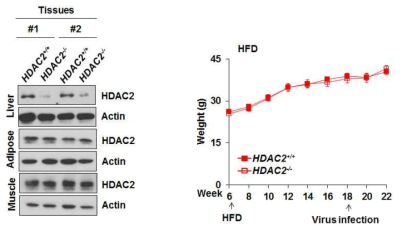 인슐린 저항성 동물 모델에서의 간 특이적 HDAC2 결핍 마우스 확립 (좌)과 몸무게 변화 (n=8, Values are mean ± SEM, * P<0.01, ** P<0.05)