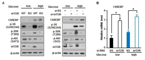 ChREBP는 포도당의 농도와 mTOR에 의해 조절 됨. (n=3, Values are mean ± SEM, * P<0.01, ** P<0.05)
