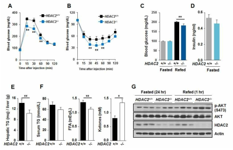 간세포 특이적 HDAC2 결핍이 당 내성과 인슐린 감도를 향상시킴 (n=6, Values are mean ± SEM, * P<0.01, ** P<0.05)