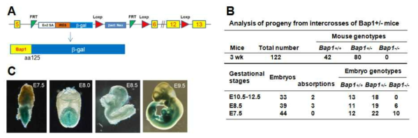 Generation of Bap1 mutant mouse. (A) Schematic view of genome structure for knockout. (B) Genotyping results. (C) β-Galactosidase staining E7.5-E9.5 embryos were used to visualize the expression of the fusion gene resulted from the gene trap insertion