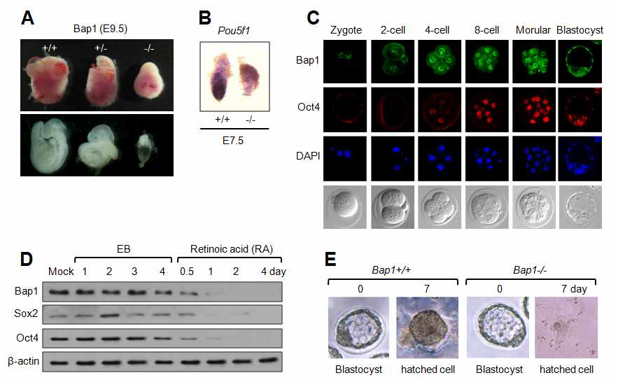 Potential role of Bap1 in mouse embryonic stem cells. (A) Lethality of Bap1-/- embryo at E9.5. (B) Down-regulation of Pou5f1 (Oct4) in Bap1-/- epiblast. (C) Coexpression of Bap1 with Oct4 during early mouse embryogenesis. (D) Down-regulation of Bap1 during differentiation. (E) Defective outgrowth of inner cell mass from Bap1-/- blastocyst (E3.5)