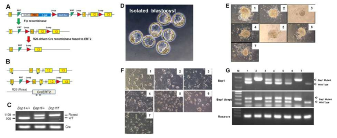 Tamoxifen-inducible Bap1f/f ES cell establishment. (A) Schematic view of genome structure for conditional knockout. (B) Cross with TG mice with R26::Cre-ERT. (C) Genotyping. (D) Isolated blastocyst from intercrossed with Bap1f/+;Rosa cre-ERT2 mouse. (E) Inner cell mass at outgrowth from blastocyst of intercrossed mice with Bap1f/+;Rosa cre-ERT2. (F) Morphology of established primary ES cells. (G) Genotype of established ES cell clones