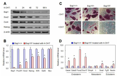 Loss of self-renewal and pluripotency in Bap1f/f ES cells