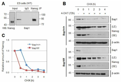 Nanog destabilization in Bap1f/f ES cells