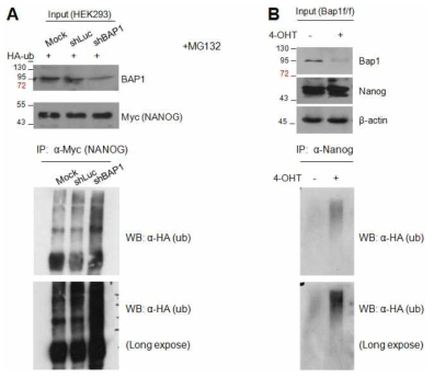 Nanog ubiquitination in Bap1-depleted cells