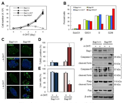 Apoptosis induction in Bap1f/f ES cells