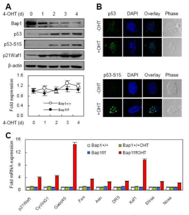 Activation of p53 in Bap1f/f ES cells