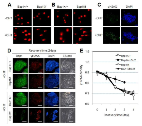 Induction of DNA damage in Bap1f/f ES cells