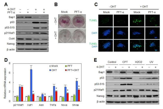 Independence between p53 activation and Nanog suppression under Bap1-depleted condition