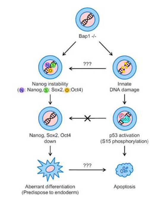 Potential role of Bap1 deubiquitinase (DUB)in embryonic stem cells through Nanog stabilization and p53 activation