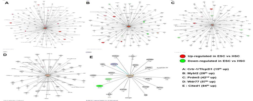 IPA gene-network analysis of putative genes enriched commonly in ESC and VSELs