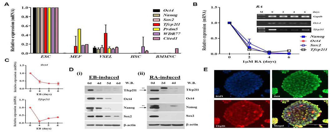 Expression of Tfcp2l1 in murine pluripotent stem cells