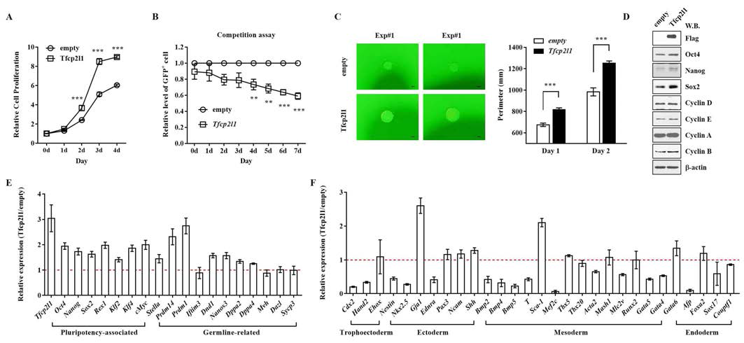 Ectopic expression of Tfcp2l1 enhanced the proliferation of murine ESC