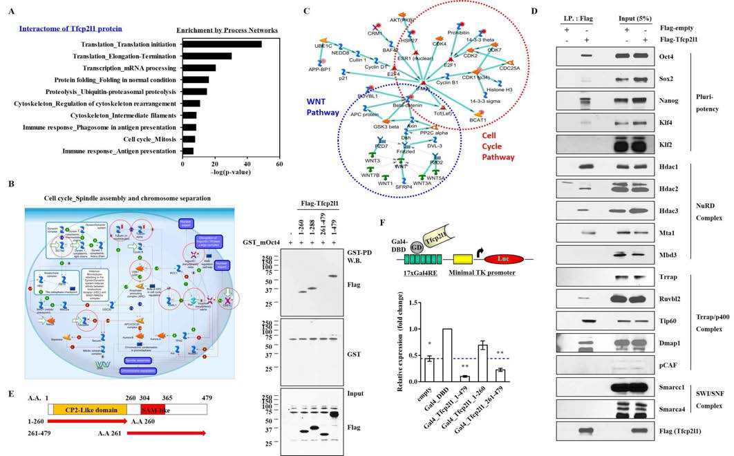 Protein interactome and domain function study of Tfcp2l1 transcription factor