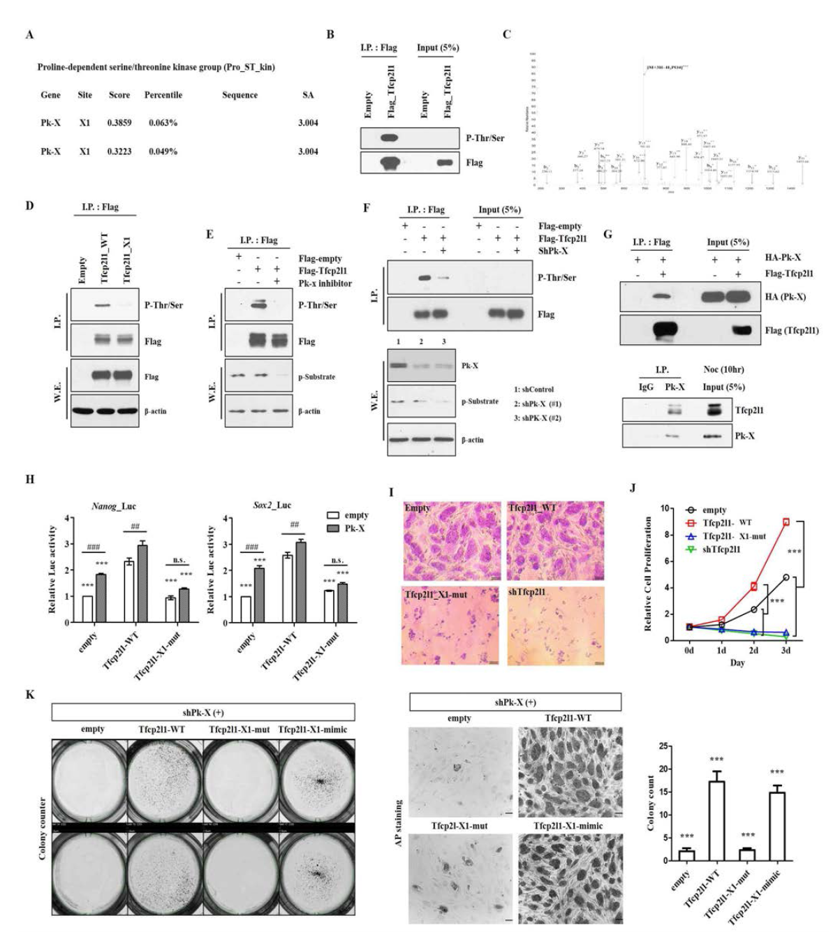 Phoshorylation of Tfcp2l1 regulates the pluripotency and proliferation of mouse ESC