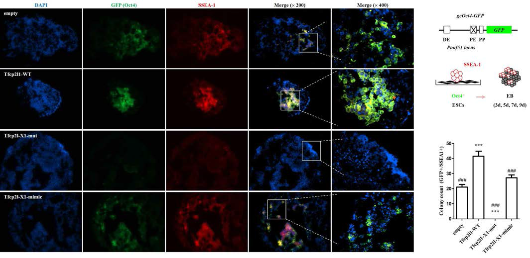 Defective germline differentiation by over-expression of site-X Tfcp2l1 mutant (I)