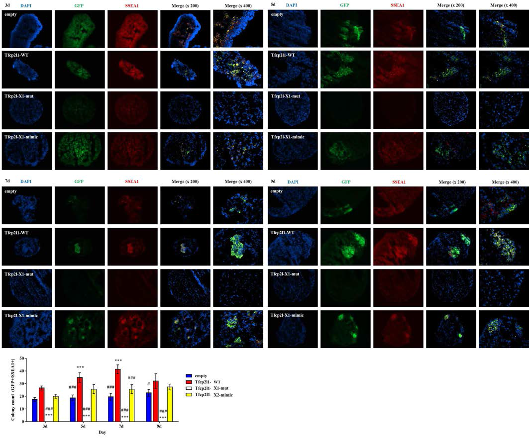 Defective germline differentiation by over-expression of site-X Tfcp2l1 mutant (II)