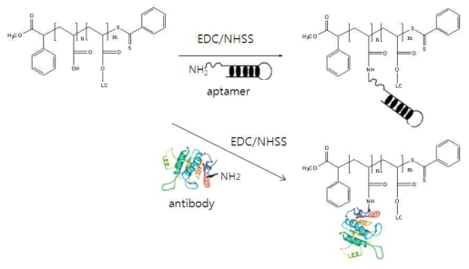 EDC coupling 반응으로 RB-b-TB 블락공중합체(PAA-b-LCP)의 기능화 scheme; antibody 및 aptamer를 도입한 selective responsive block(SRB)의 제조