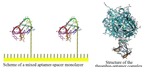 Thrombin-aptamer complex 의구조