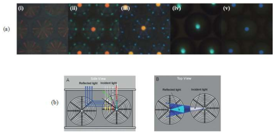 Bright-field images of the CLC droplets stabilized with PVA (1 wt%) at φ = (i) 30, (ii) 35, (iii) 40, (iv) 45, and (v) 50 wt% observed through reflection mode, (b) the principal of the cross communication