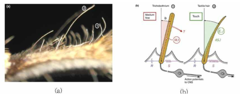 거미의 기류 감지를 위한 tactile hair. (a) 실제 tactile hair 사진, (b) Medium flow와 touch를 감지하기 위한 메카니즘 차이