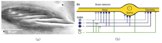 거미의 Exoskeletal strain 센서. (a) 실제 사진, (b) 센서 세포를 둘러 싼 efferent fiber 구조