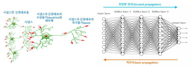 뉴런의 시냅스 구조를 모방한 뉴럴 네트워크