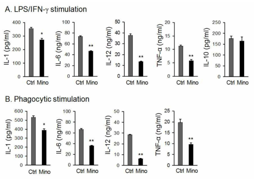 Ctrl-DC와 Mino-DC의 cytokine 생성능 비교